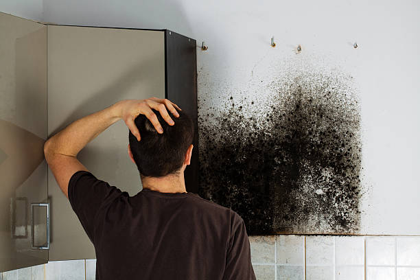 Reliable Mcadoo, PA Mold Removal Solutions